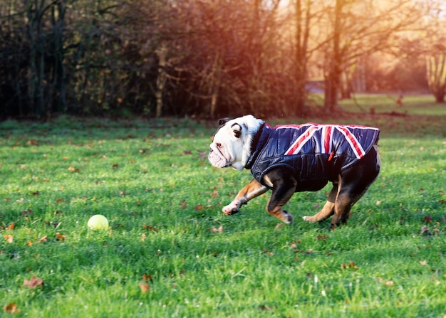 Black and white English Bulldog wearing a gilet out for a walk running on the grass