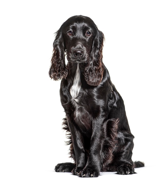 Cocker spaniel inglese in bianco e nero isolato su bianco