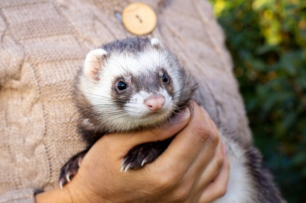 Photo black and white ferret in the hands of a girl in a fur coat