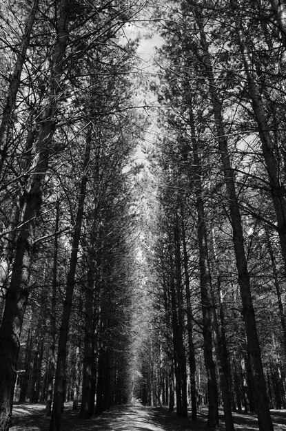 black and white fir forest