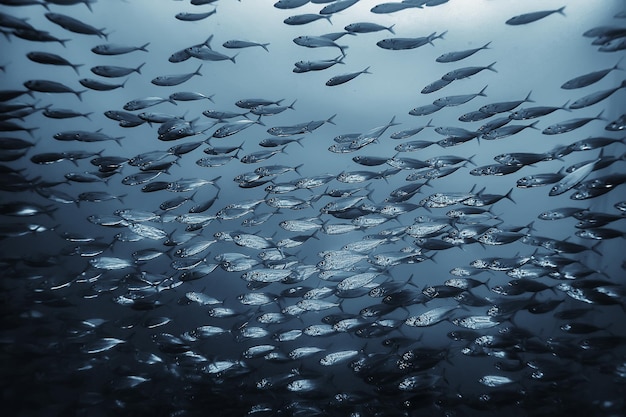 black white fish group / underwater nature poster design