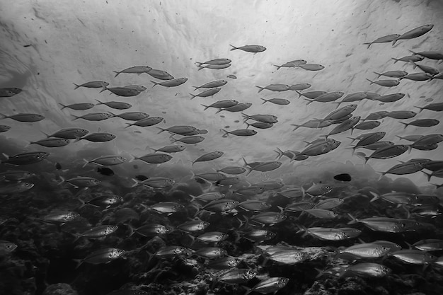 Black white fish group / underwater nature poster design