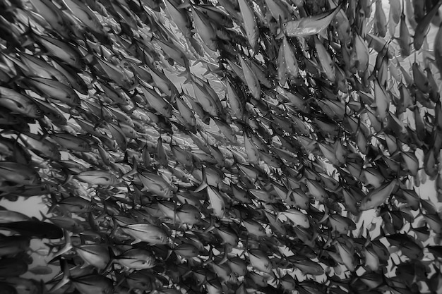 Photo black white fish group / underwater nature poster design