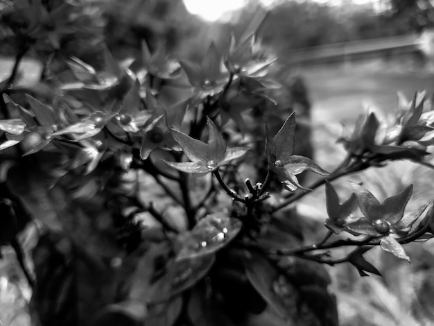 Black white flower in the forest background beautiful nature toning spring nature design sun plant