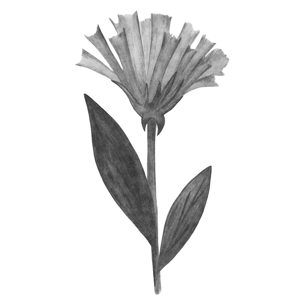 Black and White Flowers with Leaves Isolated on White Background Flower Element Drawn by Pencil