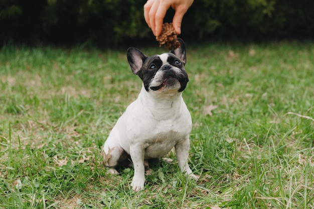 Black and white french bulldog walks on the green grass on a summer day