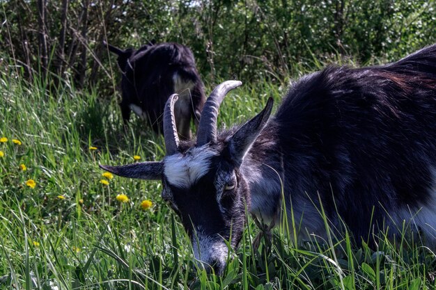 Black and white goat standing in a green pasture with green background