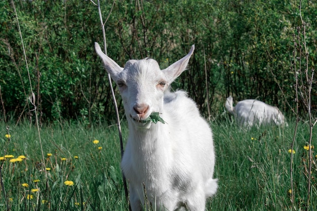 Черно-белая коза стоит на зеленом пастбище с зеленым фоном