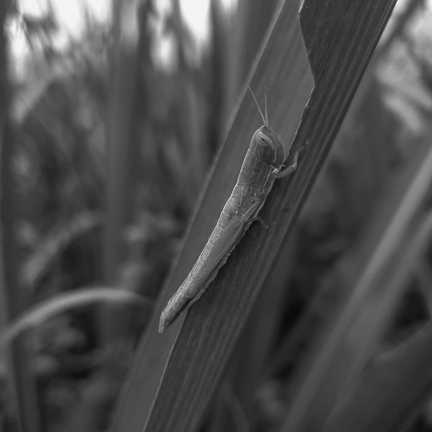 Black white grasshopper on the grass leaf background beautiful\
nature concept tropical leaf