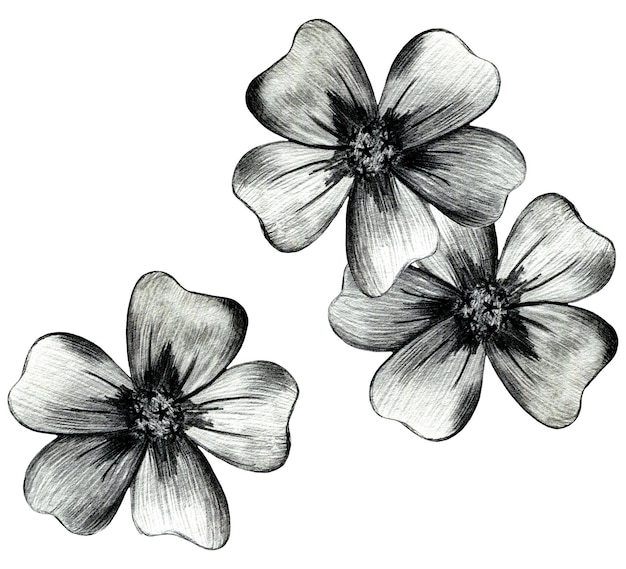 Black and white hand drawn marigold flower composition