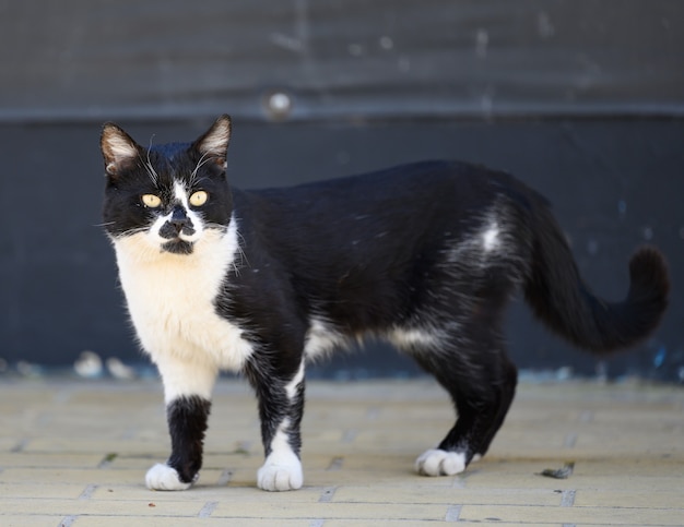 Gatto bianco e nero di strada senza casa cammina per strada in un giorno di primavera