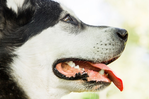 Foto cane husky in bianco e nero con la lingua in un parco