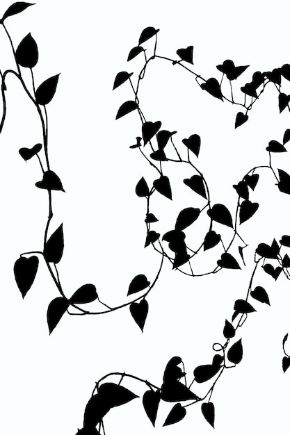 Photo black and white illustration of climbing plants with many leaves on a white background with clipping path