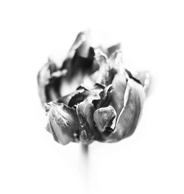 Black and white image of dried tulips. Dry petals of red tulips. Dry tulips like symbol of fade time. Shallow DOF