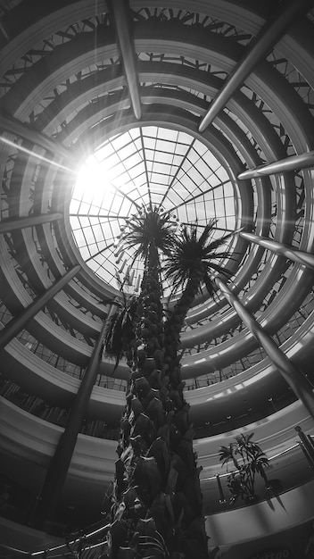 Black and white image of high palm trees growing in hall of modern building with glass dome roof