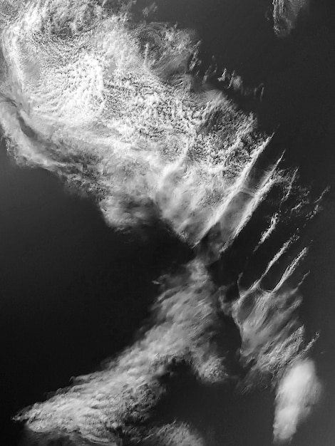 A black and white image of a seagull with the word ocean on it.