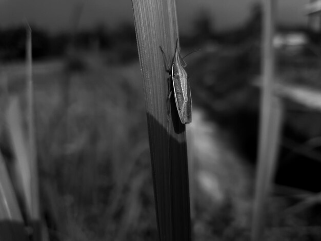 Black and white insects on the leaf background