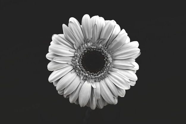 Black and white isolated flower head background, white, gerbera macro photo and creative compoisiotn, top view, black and white