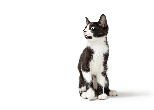 Black and White Kitten Sitting Looking Side