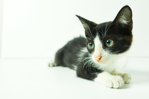 Black and white kitten on a white background Cat on white background