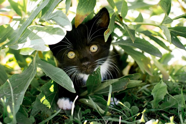 Black and white kitten.