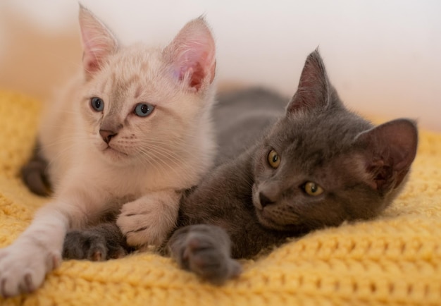 黒と白の子猫の兄弟