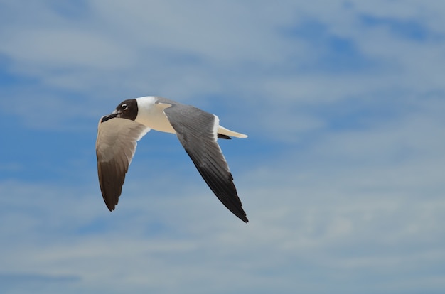 Photo black and white laughing gull in flight in the sky.