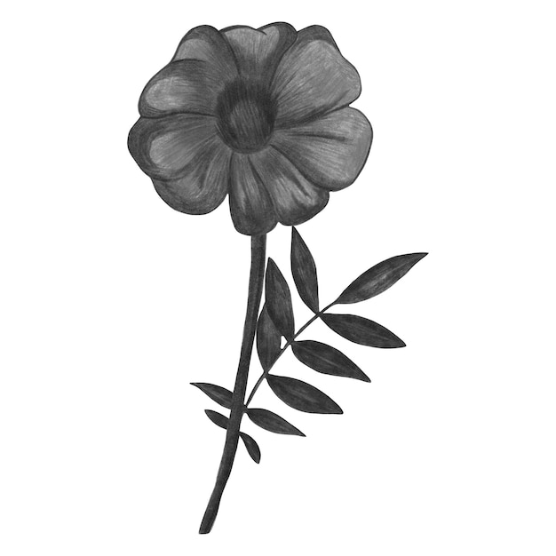 색 배경 에 검은색 과 색 의 마리골드 분리 된 마리 골드 꽃 요소 는 연필 으로 그려졌다