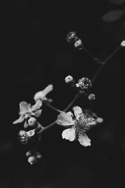 黒と白の最小限の花