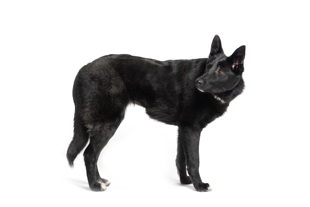 Black and white mongrel dog looking around on white background