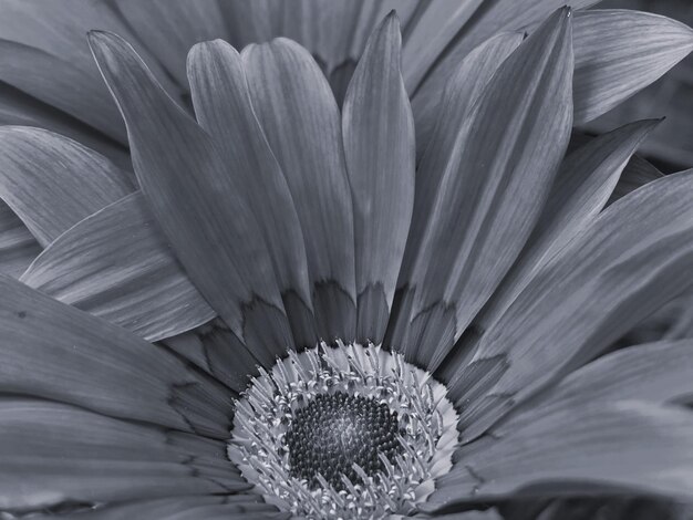 Foto un primo piano monocromatico nero e bianco di un fiore