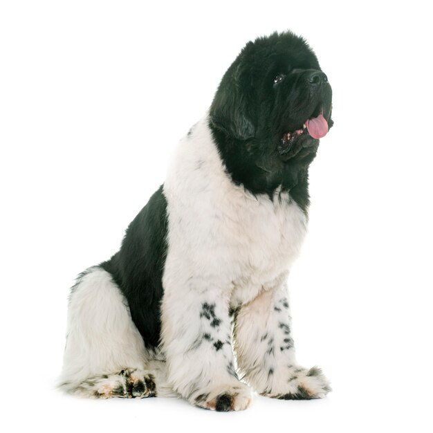 black and white newfoundland dog