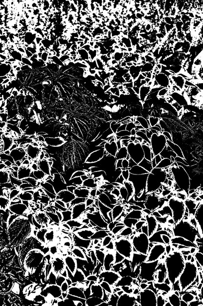 Black and white ornamental Coleus leaf pattern