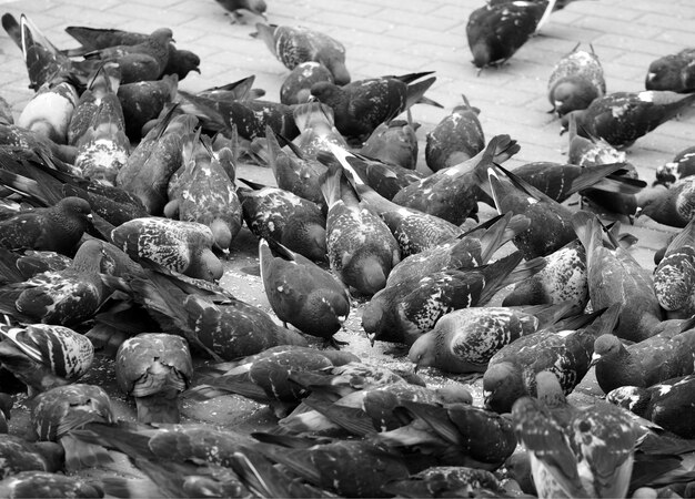 Black and white park doves background