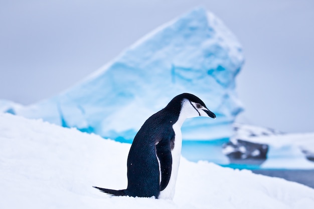 Black and white penguin