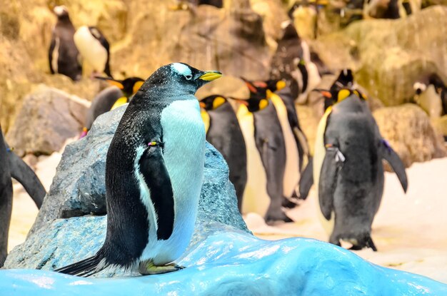 黒と白のペンギン