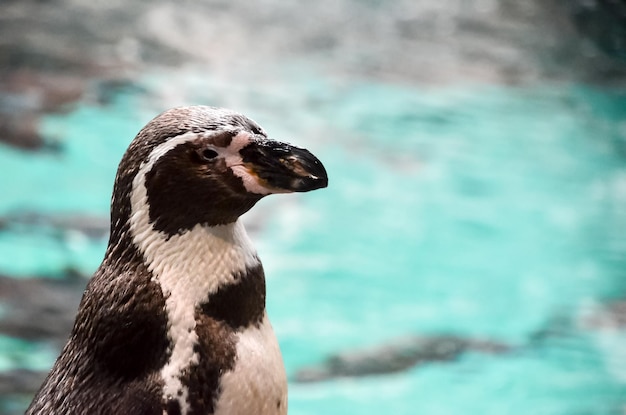 Черно-белый пингвин