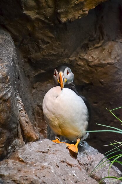 黒と白のペンギン