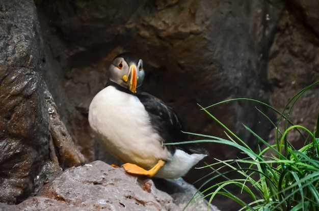 黒と白のペンギン