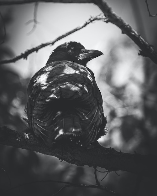 A black and white photo of a bird sitting on a branch.