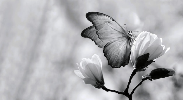 A black and white photo of a butterfly on a branch