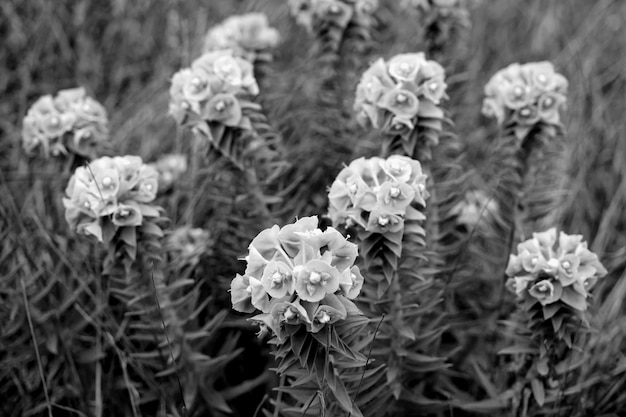 A black and white photo of a cactus with white flowers