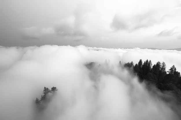 Foto una foto in bianco e nero di una foresta nebbiosa