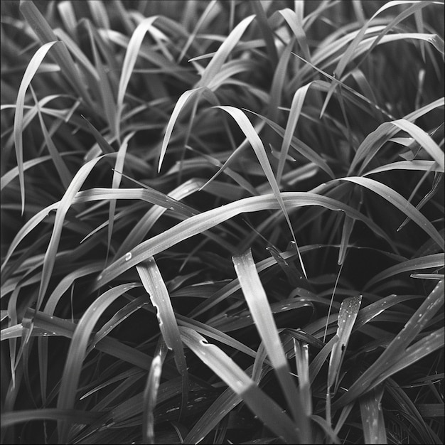 a black and white photo of a grass with the word quot wild quot on it