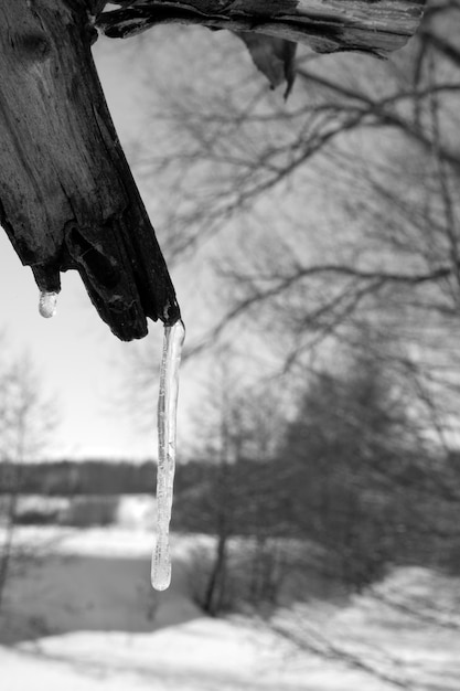 Black and white photo of icicles on a tree