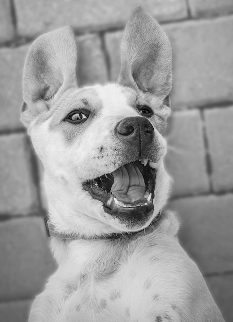 Black and white photo of a Puppy of a big dog with beautiful sad eyes