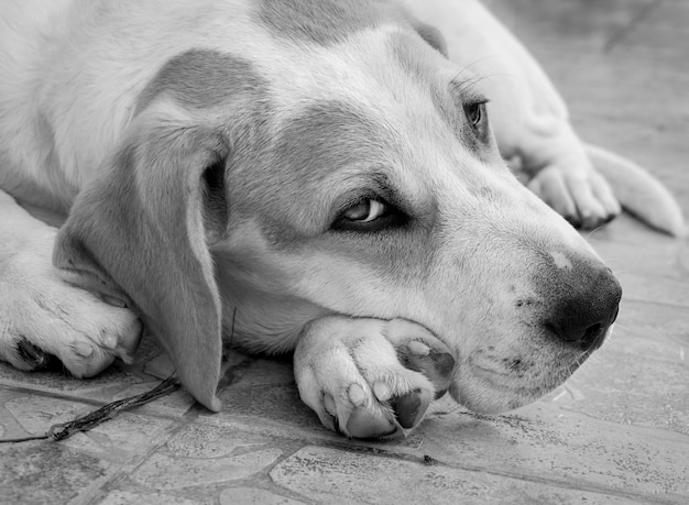 Black and white photo of a Puppy of a big dog with beautiful sad eyes