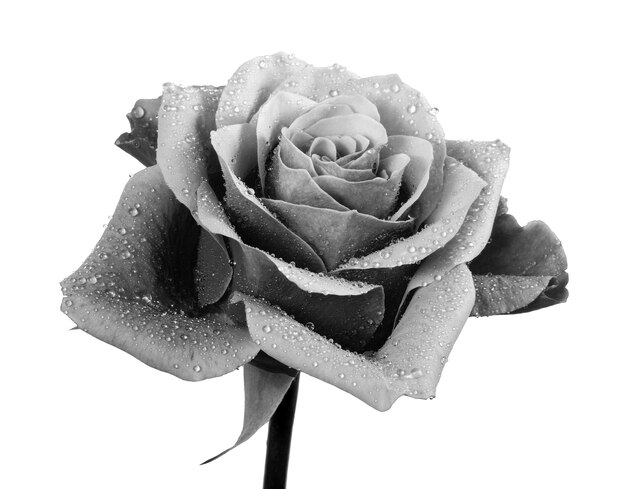 A black and white photo of a rose with water drops.