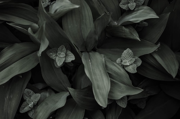 나뭇잎과 나비가 맨 위에 있는 일부 식물의 흑백 사진.