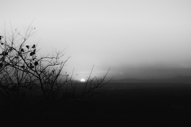 Photo a black and white photo of a sun setting behind a tree